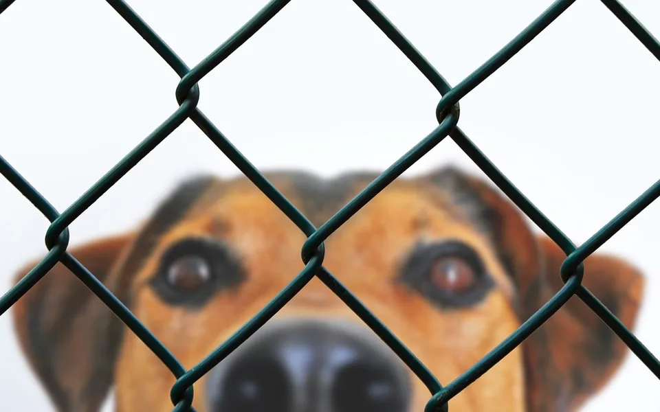 Hund im Tierheim hinter einem Zaun (Symbolbild Tierschutz)